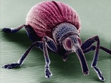 A Snout Beetle Photographie par David Phillips