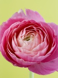 Pink Peony Fotografisk tryk af Clive Nichols