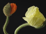 Corn poppy buds, close-up Photographic Print by Claudia Rehm