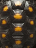 Turtle shell Photographic Print by Mike Kemp