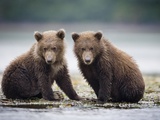 Grizzly Bear Cubs at Geographic Harbor in Katmai National Park Photographic Print by Paul Souders
