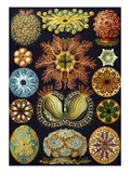 Illustration of Ascidiacea by Ernst Haeckel Giclee Print Illustration of Ascidiacea by Ernst Haeckel Giclee Print