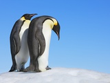 Emperor penguins Photographic Print by Frank Krahmer