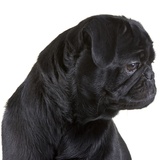 Black Pug Photographic Print by Michael Kloth
