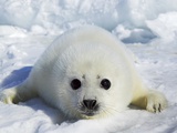 Harp Seal on the Ice in the Gulf of St Lawrence, Maritime Provinces, Canada Photographic Print by Rolf Hicker