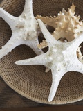Starfish in a basket Photographic Print by Felix Wirth