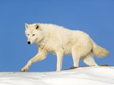 Arctic Wolf Against Blue Sky Photographic Print by Frank Lukasseck