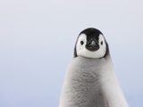 Emperor Penguin Chick Lámina fotográfica por Keren Su