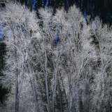Cottonwood trees in winter Photographic Print by Micha Pawlitzki