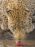 Leopard Drinking, Greater Kruger National Park, South Africa Photographic Print by Wim van den Heever