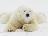 Polar bear lying in snow Photographic Print by John Conrad
