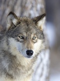 Gray Wolf Photographic Print by Frank Lukasseck