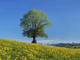 Lime tree in dandelion covered meadow Photographic Print by Frank Krahmer