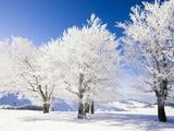 Frost-covered beech trees in Black Forest Photographic Print by Frank Lukasseck