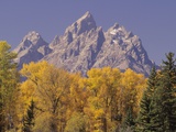 Autumn Color in Grand Teton National Park Photographic Print by Daniel Cox