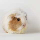 Guinea pig sitting on white background Lámina fotográfica por Jens Lucking