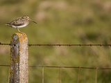 Common snipe perched in fence post Photographic Print by Andrew Parkinson