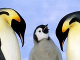 Adult Emperor Penguins (Aptenodytes Forsteri) and Chick, Atka Bay Colony, Weddell Sea, Antarctica. Fotografie-Druck von Wayne Lynch