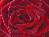Rosa 'Baccara' Hybrid Tea Rose Photographie par Clive Nichols