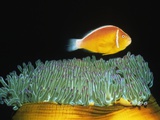 Pink Anemonefish hovers over Magnificent Sea Anemone Photographic Print by Hal Beral