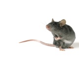 Mouse Standing on Hind Legs, White Background Lámina fotográfica por Darwin Wiggett