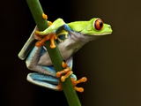 Red-Eyed Tree Frog in Costa Rica Fotografisk tryk af Paul Souders