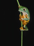 Tiger Striped Lemur Frog Lámina fotográfica por Darwin Wiggett Tiger Striped Lemur Frog Lámina fotográfica por Darwin Wiggett