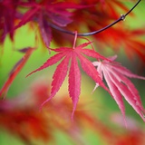 Japanese Maple Leaves Photographic Print by Clive Nichols