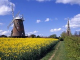 Oilseed Field and Windmill Fotografisk trykk av Quentin Bargate