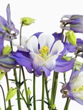 Columbine Flowers Photographic Print by Frank Krahmer