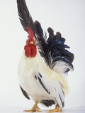 Kukko (Rooster) Valokuvavedos tekijänä Wave Kukko (Rooster) Valokuvavedos tekijänä Wave