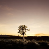 Joshua Tree in Desert Photographic Print by Sam Diephuis