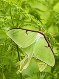 Luna Moth (Actias Luna) Mating Pair Among Hay-scented Ferns, Lively, Ontario, Canada. Photographie par Don Johnston