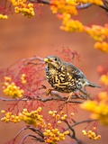 Mistle Thrush Feeding in a Rowan Tree Photographic Print by Andrew Parkinson