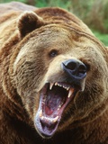 Coastal Grizzly Bear (Ursus Horribilus), Full Face Snarling, British Columbia, Canada. Lámina fotográfica por Chris Cheadle Coastal Grizzly Bear (Ursus Horribilus), Full Face Snarling, British Columbia, Canada. Lámina fotográfica por Chris Cheadle