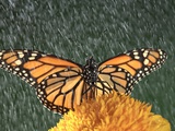 Monarch Butterfly (Danaus plexippus) in Rain on Sunflower, Nova Scotia Photographic Print