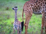 Baby Masai Giraffe at Serengeti National Park Photographic Print by Wolfgang Kaehler