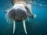 Adult Male Walrus, Lagoya, Svalbard, Norway Photographic Print by Paul Souders