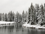 Fresh, Heavy, Wet Snow on Trees Along Banks of Junction Creek, Lively, Ontario, Canada. Photographie par Don Johnston