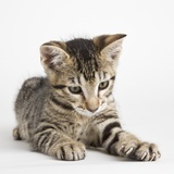 Tabby kitten Photographic Print by Michael Kloth