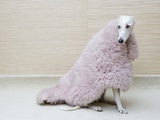 Greyhound Wearing a Pink Rug Photographic Print by Estelle Klawitter