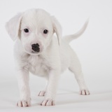Pitbull puppy Photographic Print by Michael Kloth