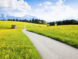 Road through dandelion fields Fotografie-Druck von Frank Lukasseck