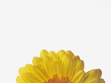 Gerbera Photographic Print by Petrol 