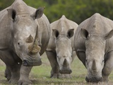 Three White Rhinoceros Photographic Print by Theo Allofs