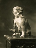 Chihuahua Smoking a Pipe Photographic Print