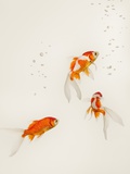 Goldfish Swimming Photographic Print by Hiromoto Hirata Goldfish Swimming Photographic Print by Hiromoto Hirata