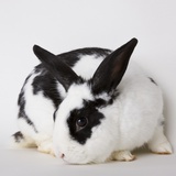 Black and tan rabbit Photographic Print by Michael Kloth
