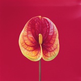 Anthurium on red background Fotografisk trykk av Heide Benser Anthurium on red background Fotografisk trykk av Heide Benser