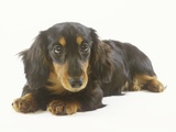 Long-Haired Dachshund Puppy Photographic Print by Pat Doyle